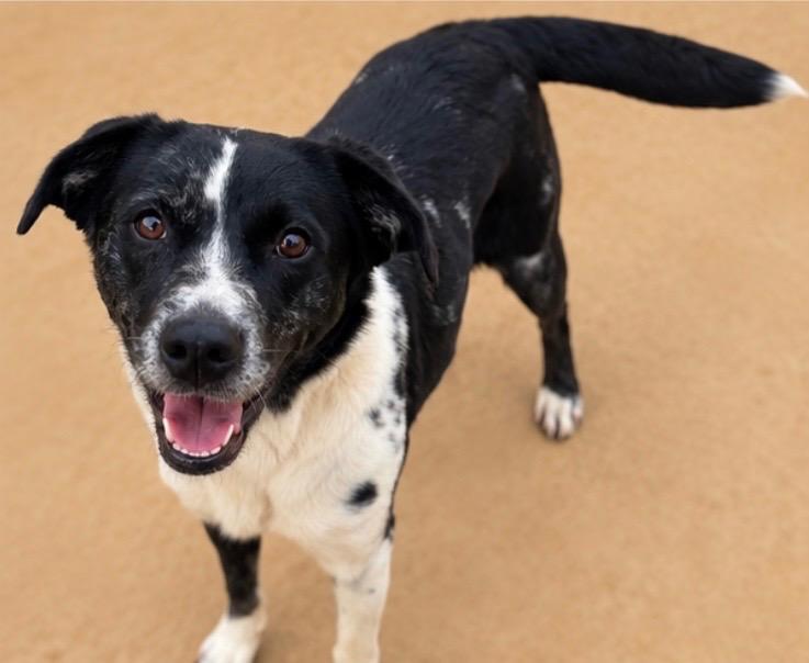 Enlarge Daisy, a Adoptable mixed breed in Burnsville, NC image 2/4