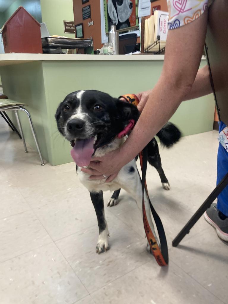 Enlarge Daisy, a Adoptable mixed breed in Burnsville, NC image 3/4