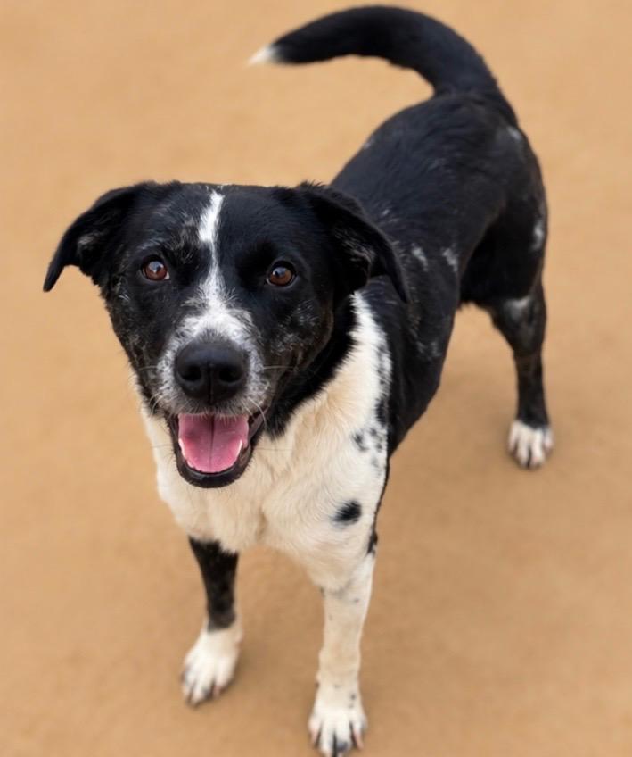 Enlarge Daisy, a Adoptable mixed breed in Burnsville, NC image 4/4