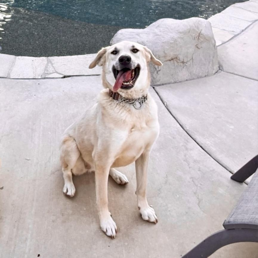 Enlarge Luna, a Adopted Mixed Breed in San Diego, CA image 1/3