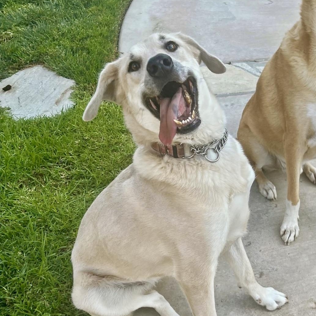 Luna, Adopted, Adult Female Mixed Breed.