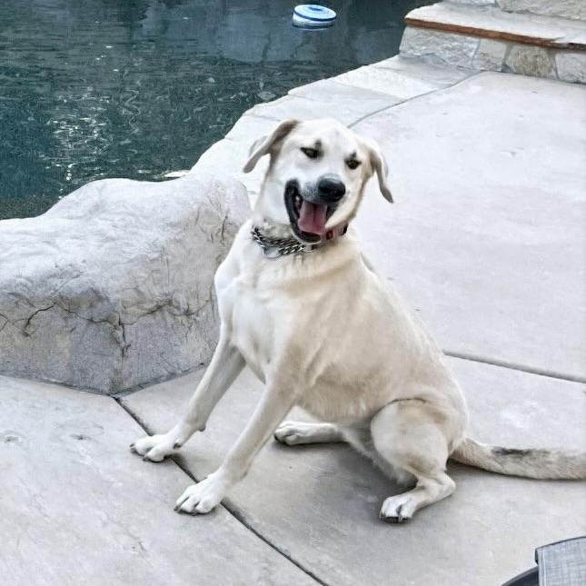 Enlarge Luna, a Adopted Mixed Breed in San Diego, CA image 3/3