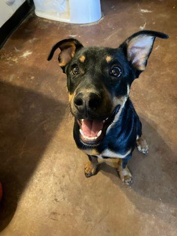 Spruce, Adoptable, Young Male Rottweiler & Doberman Pinscher.