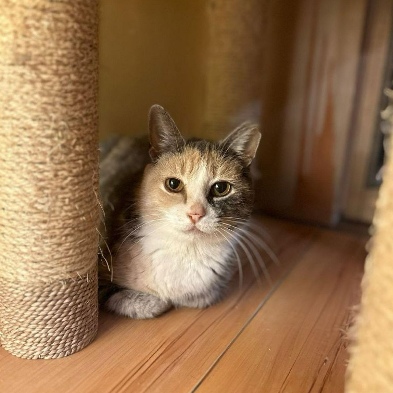 Enlarge Amber, a Adopted Domestic Short Hair in Blasdell, NY image 1/1