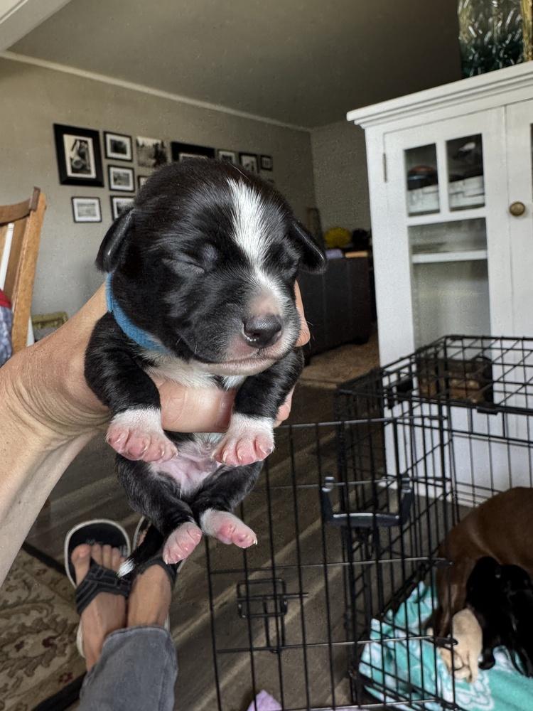 Enlarge Kew, a Adoptable mixed breed in Spokane, WA image 2/4