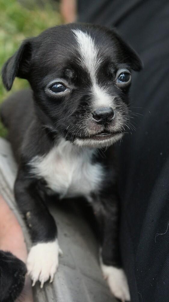 Kew, a Adoptable mixed breed in Spokane, WA image 3/6