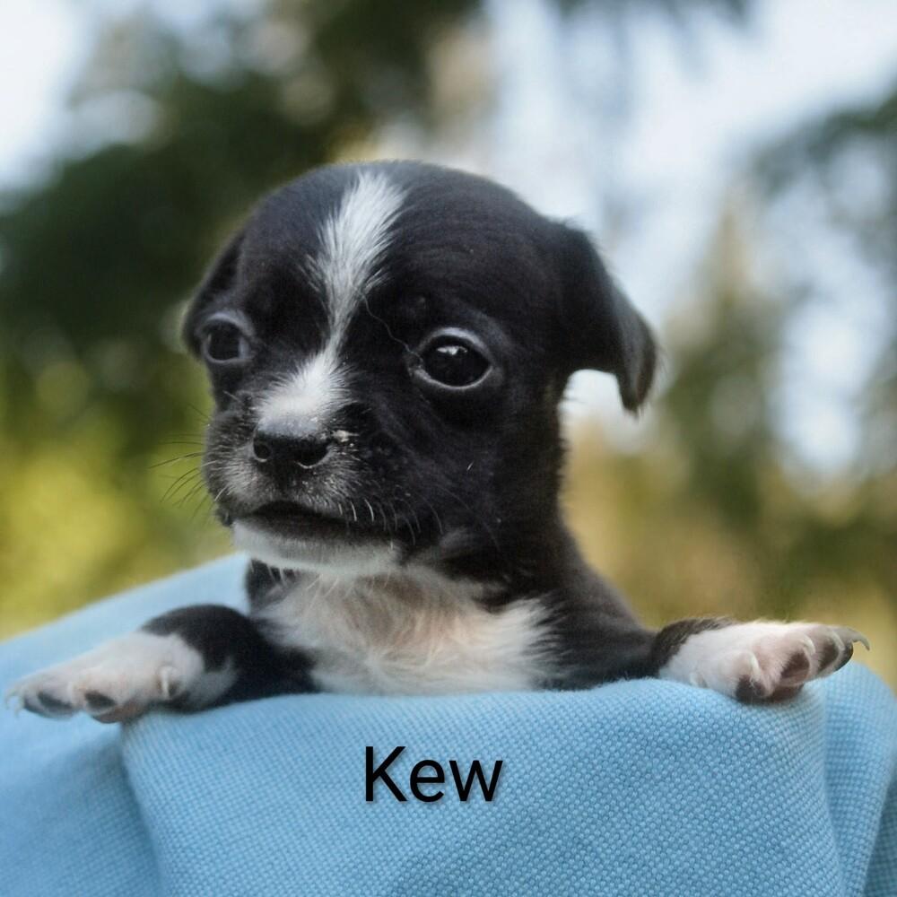 Kew, a Adoptable mixed breed in Spokane, WA image 5/6