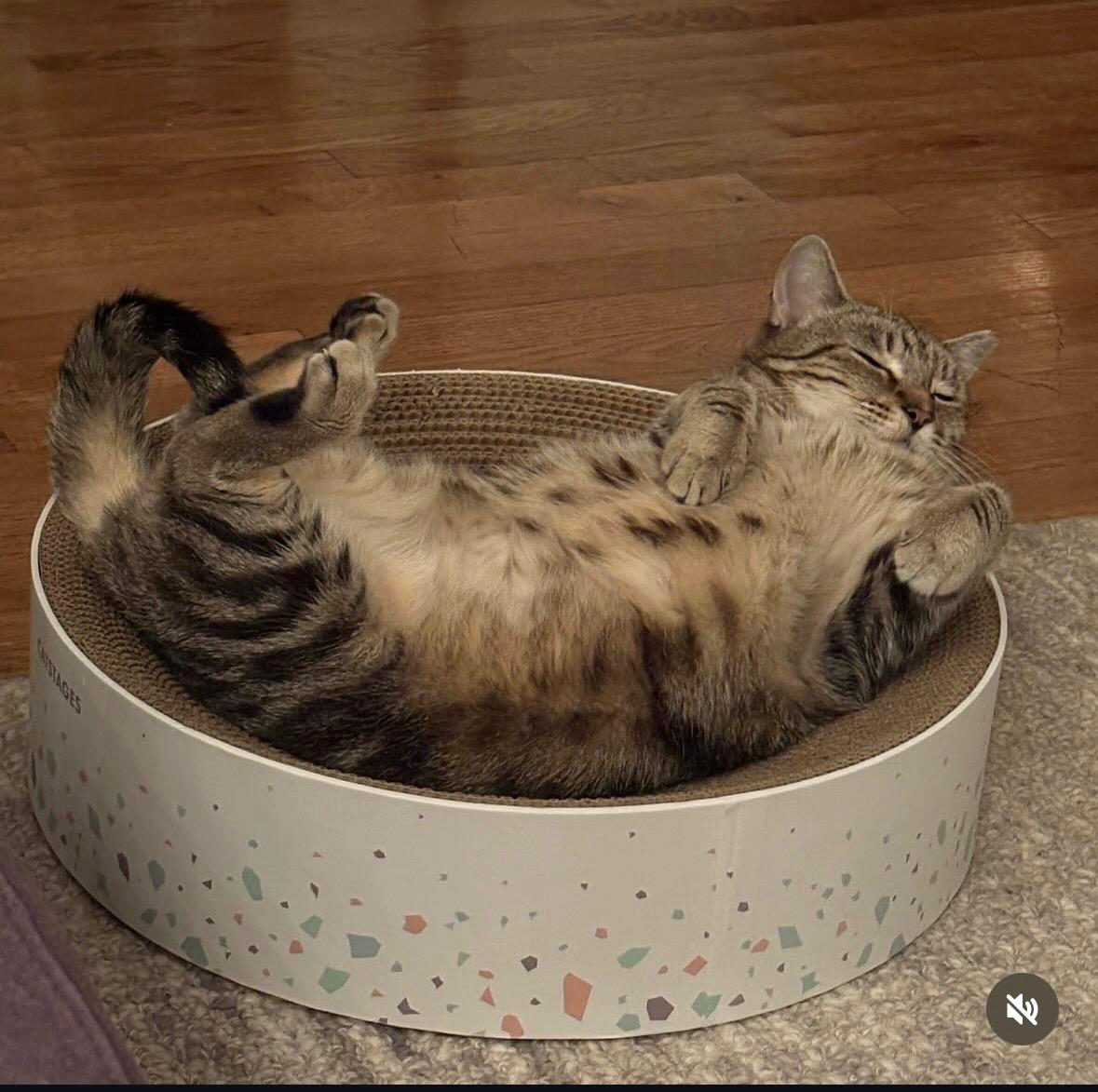 Enlarge Liesel, a Adoptable Domestic Short Hair in Jersey City, NJ image 5/6