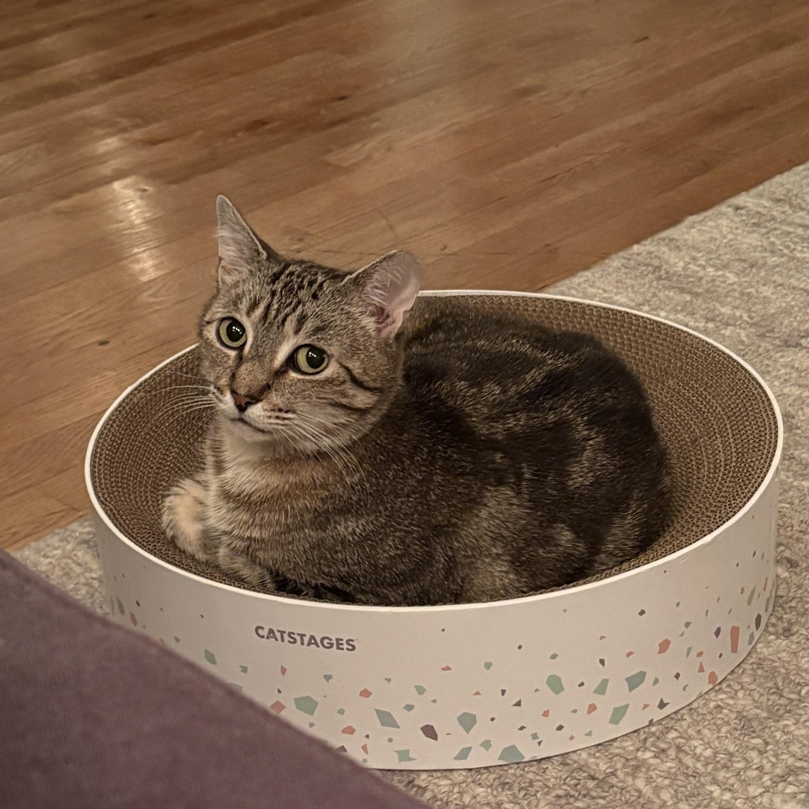 Enlarge Liesel, a Adoptable Domestic Short Hair in Jersey City, NJ image 3/6