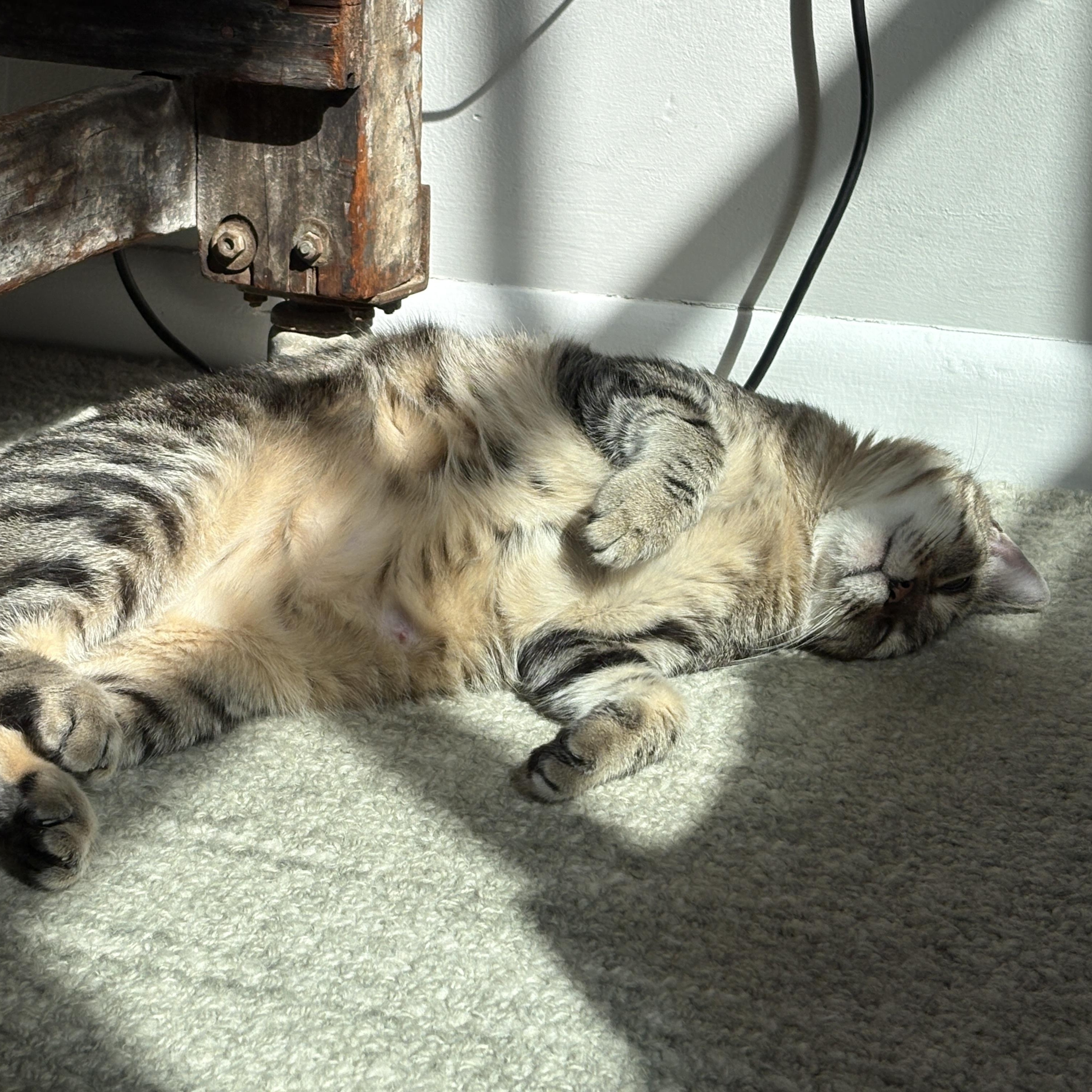 Enlarge Liesel, a Adoptable Domestic Short Hair in Jersey City, NJ image 4/6