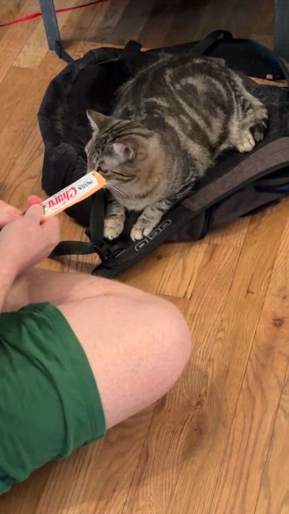 Enlarge Liesel, a Adoptable Domestic Short Hair in Jersey City, NJ video 6/6