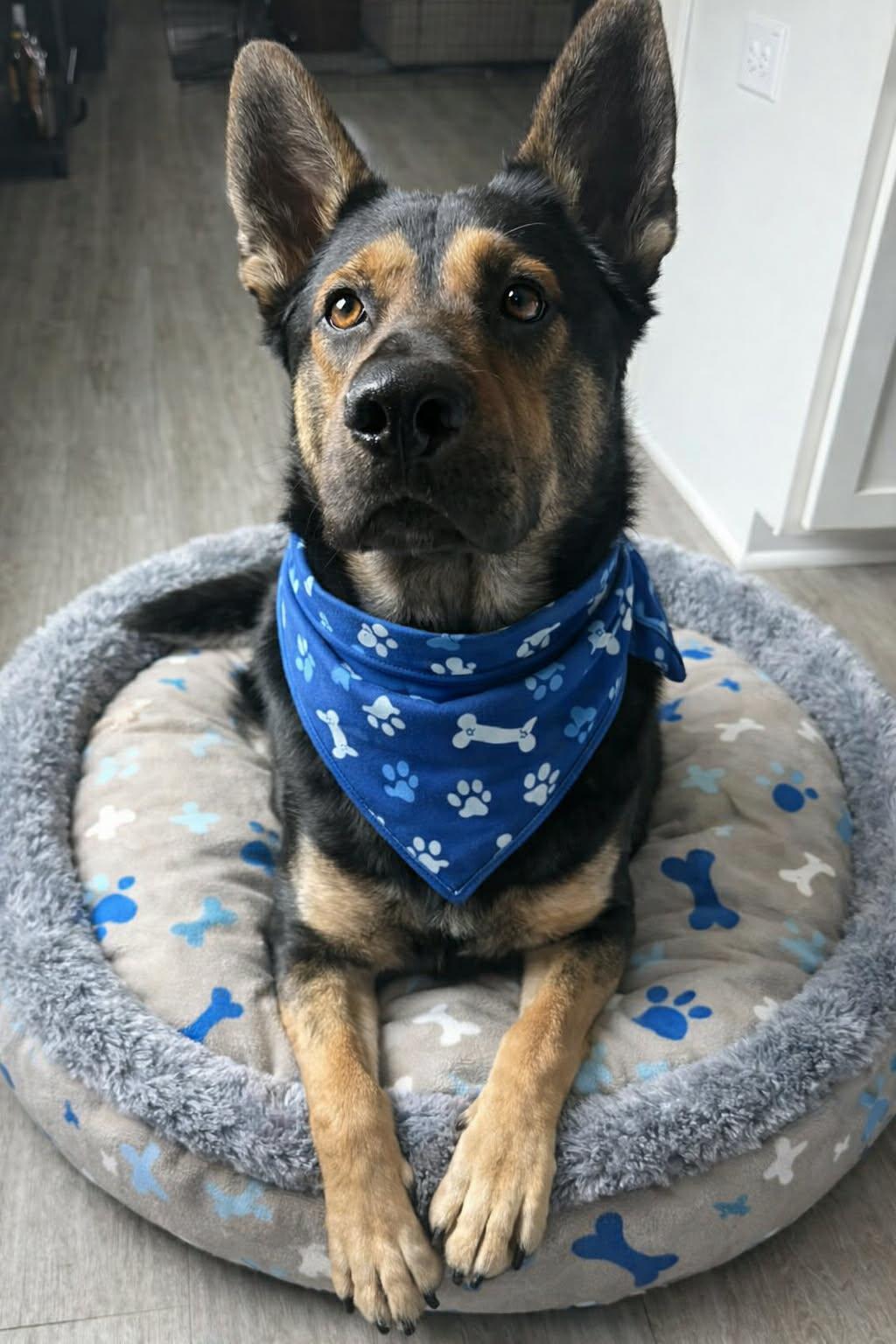 REX GS — thumbnail 2