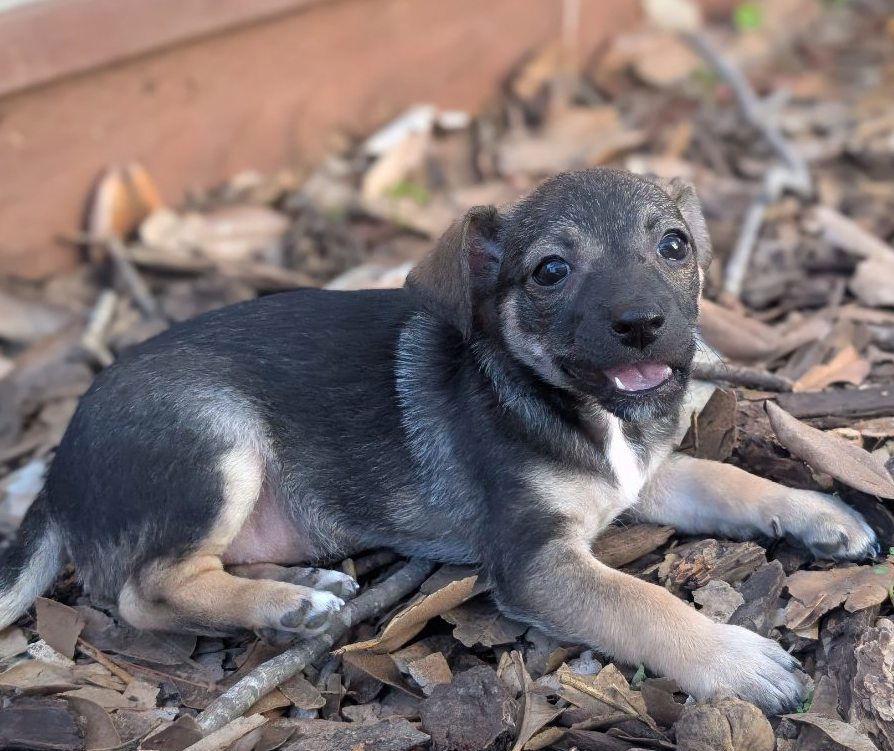 Tomato: Early Girl, Adoptable, Puppy Female Chihuahua.