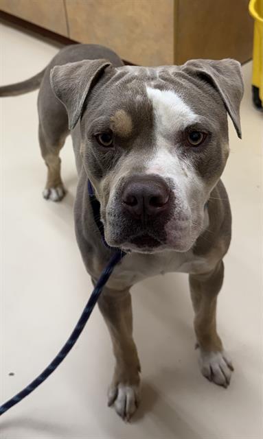 OTTO, Adoptable, Adult Male Pit Bull Terrier.