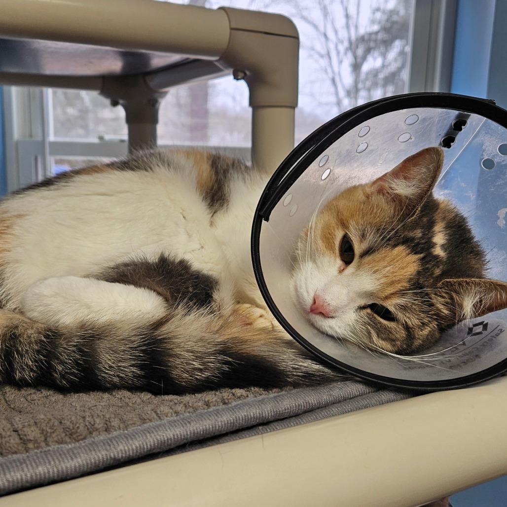 Celena, Adoptable, Young Female Domestic Short Hair.