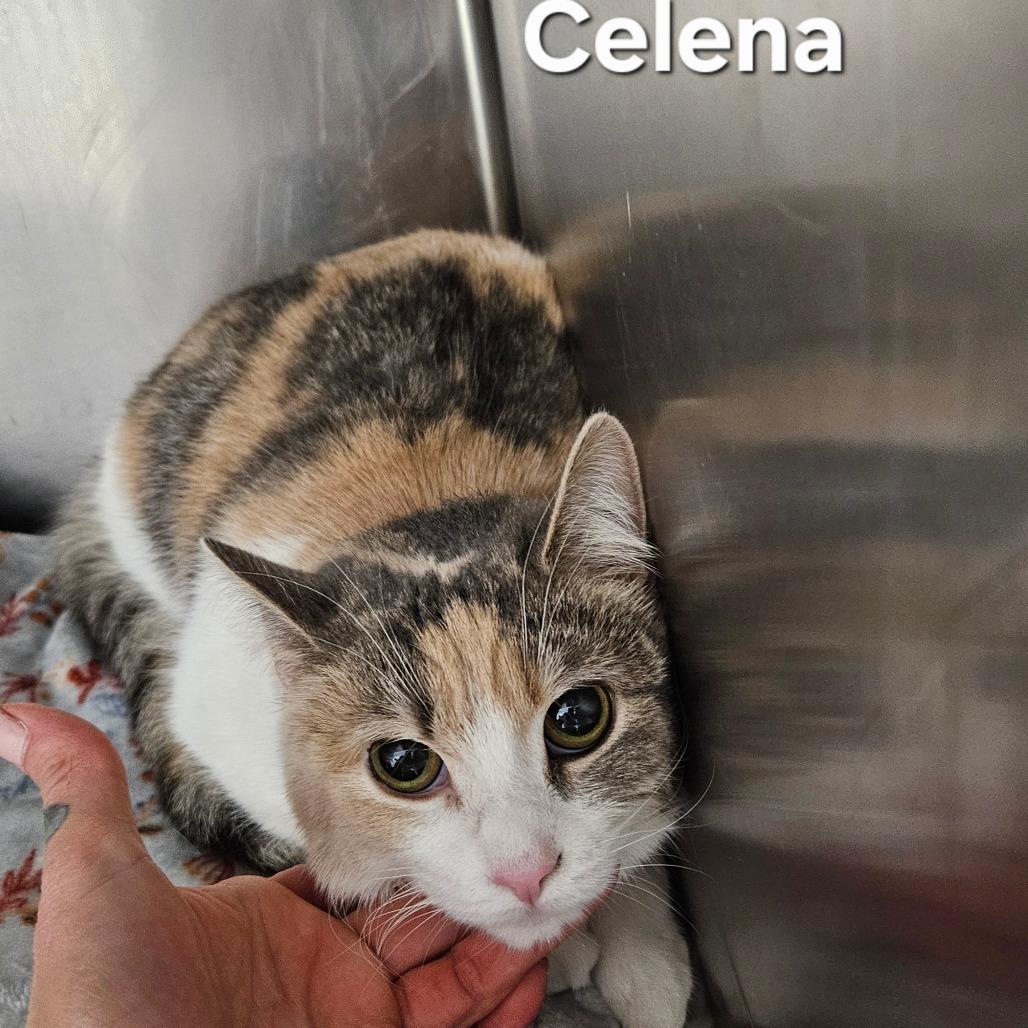 Celena, Adoptable, Young Female Domestic Short Hair.