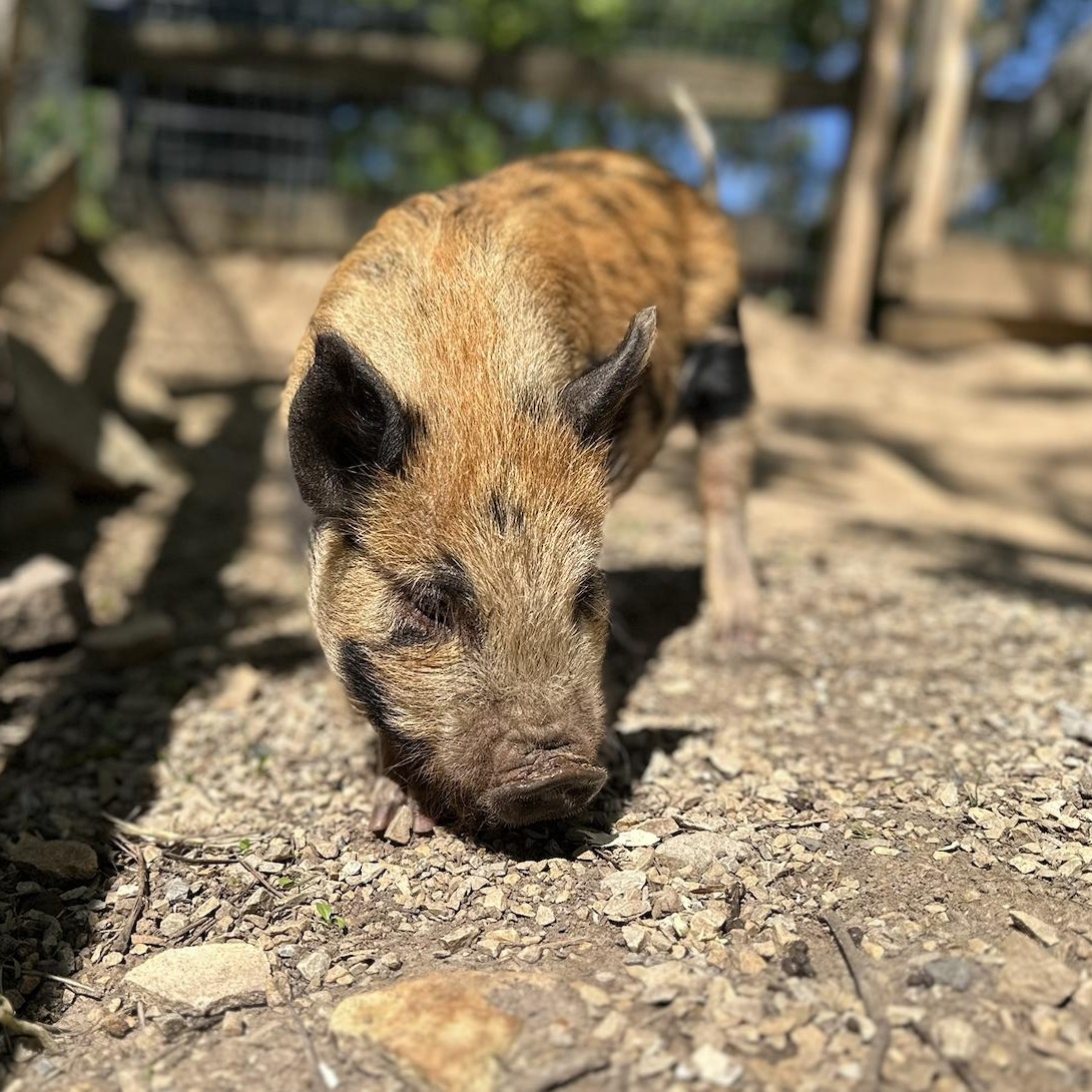 Enlarge Biscuit and Buttermilk, an adoption pending Pig in Dresher, PA image 3/4