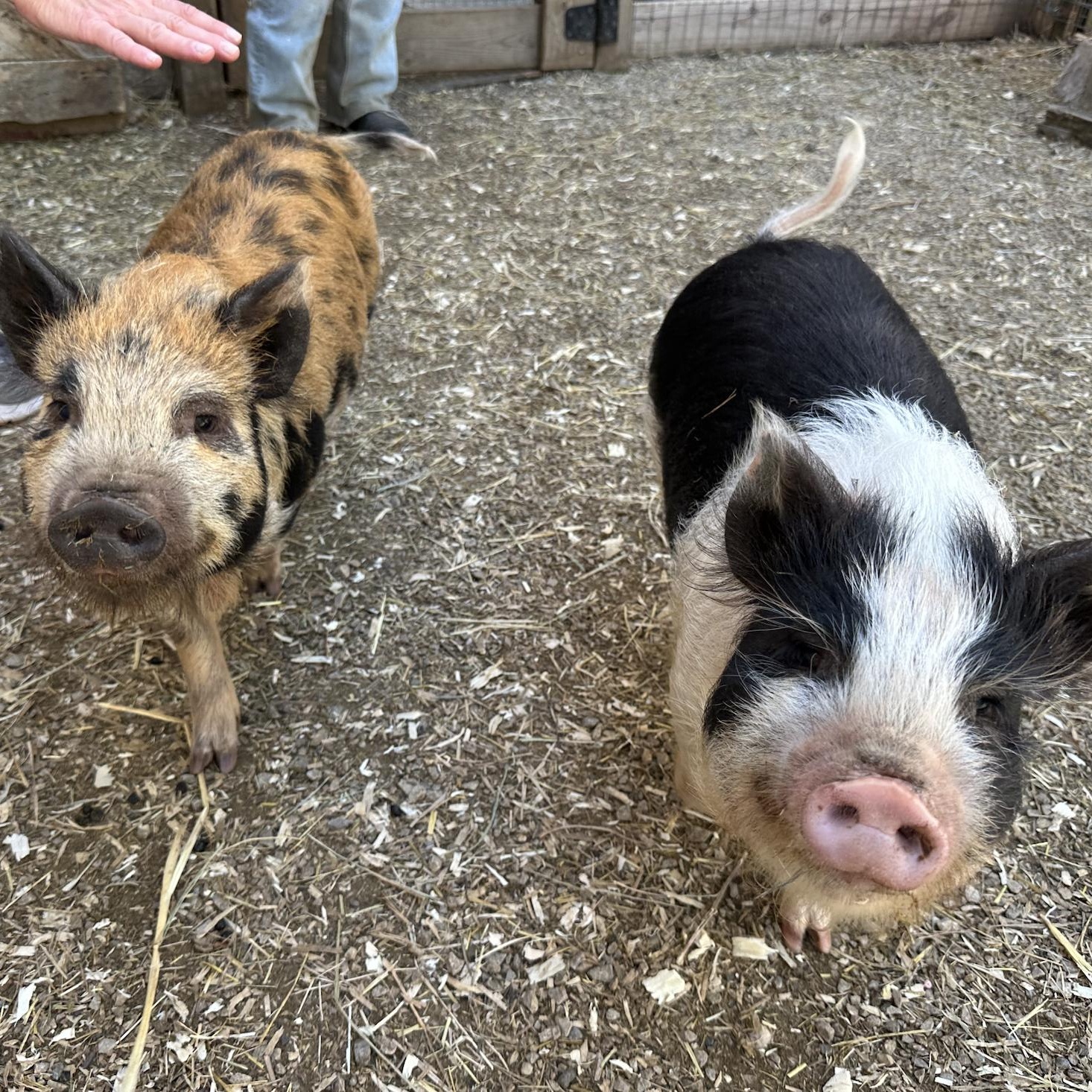 Enlarge Biscuit and Buttermilk, an adoption pending Pig in Dresher, PA image 1/4