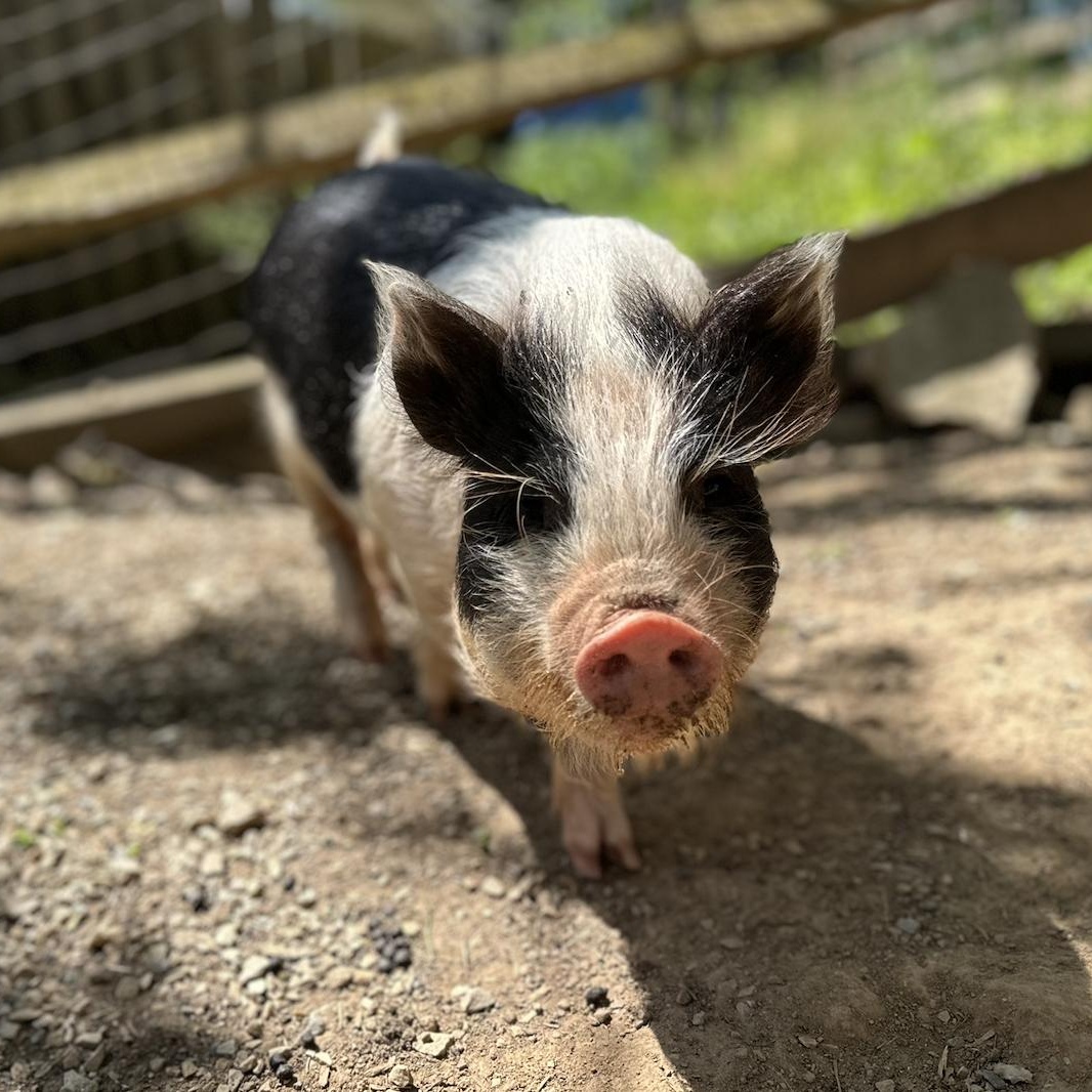 Enlarge Biscuit and Buttermilk, an adoption pending Pig in Dresher, PA image 2/4