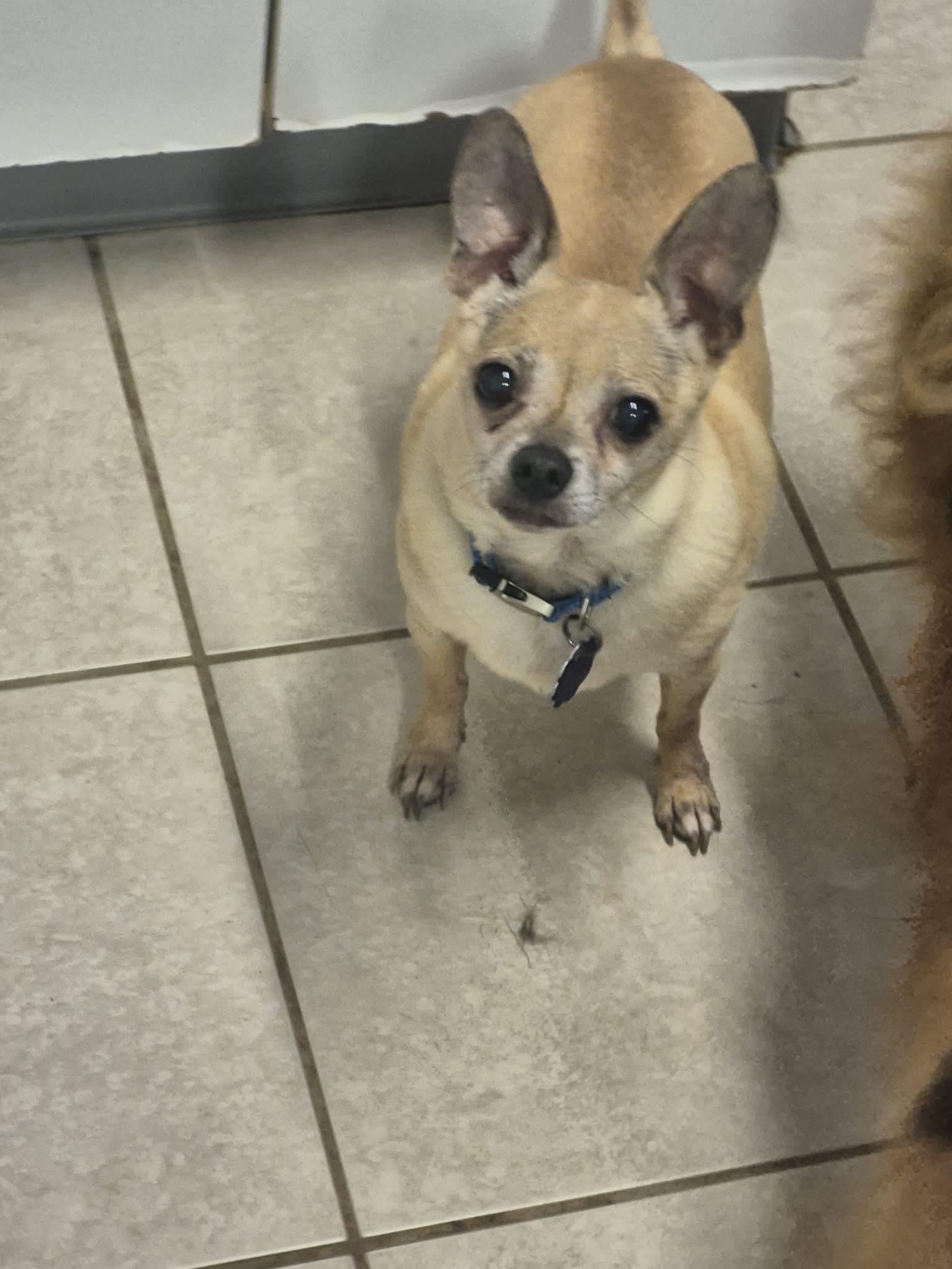 Papi, ADOPTABLE, Senior Male Chihuahua.