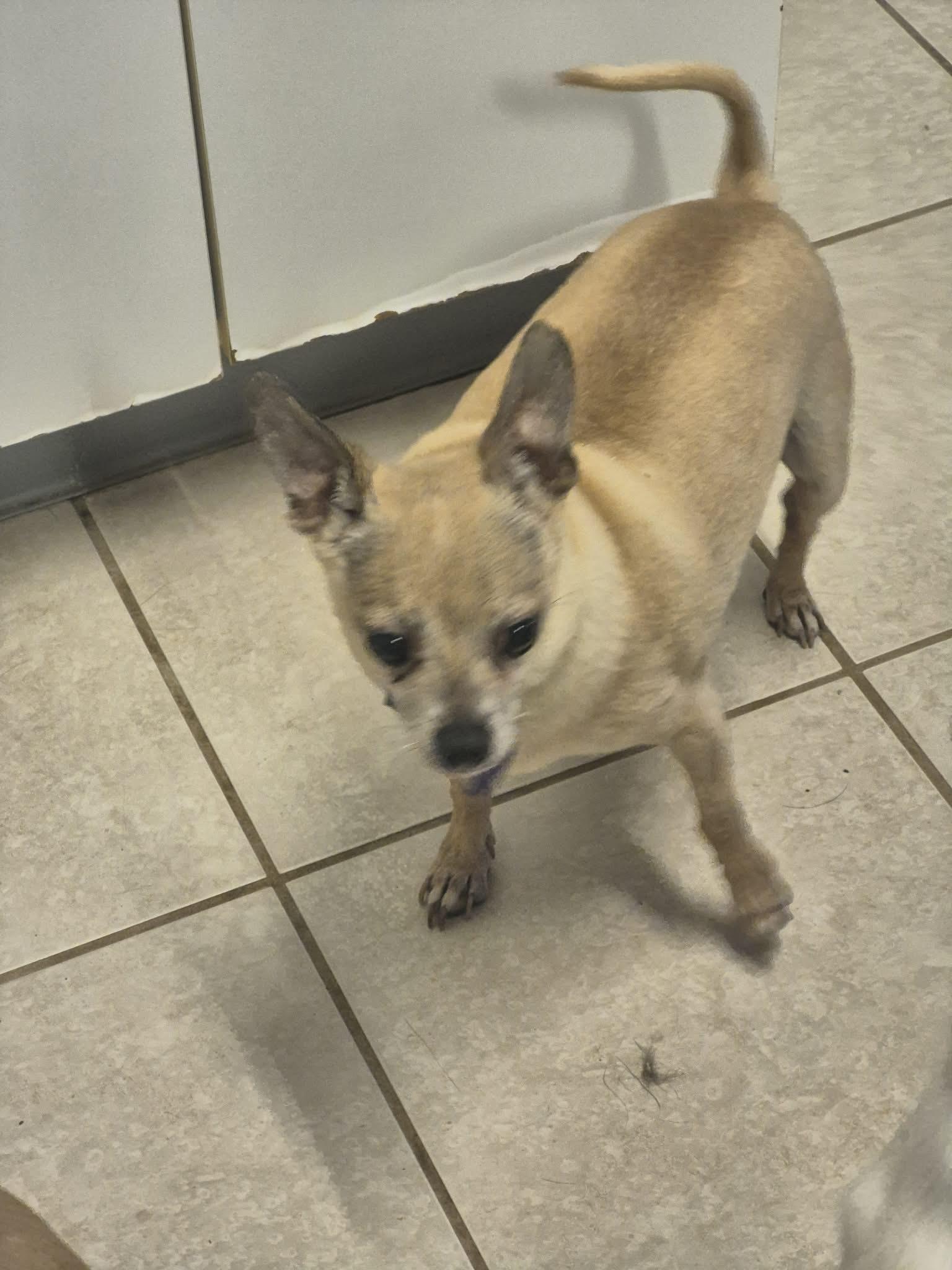 Enlarge Papi, a ADOPTABLE Chihuahua in Chatham, ON image 2/3
