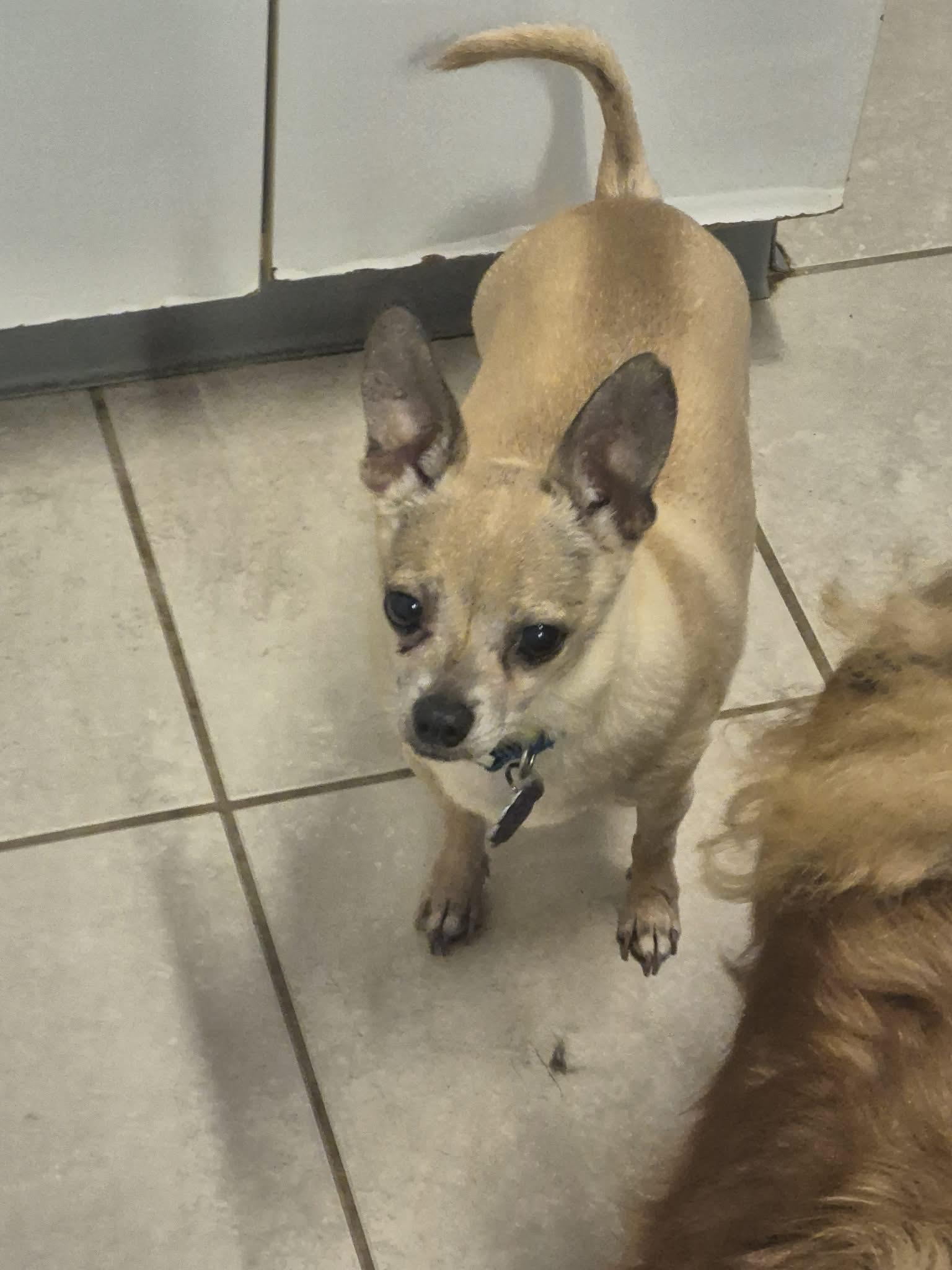 Enlarge Papi, a ADOPTABLE Chihuahua in Chatham, ON image 3/3
