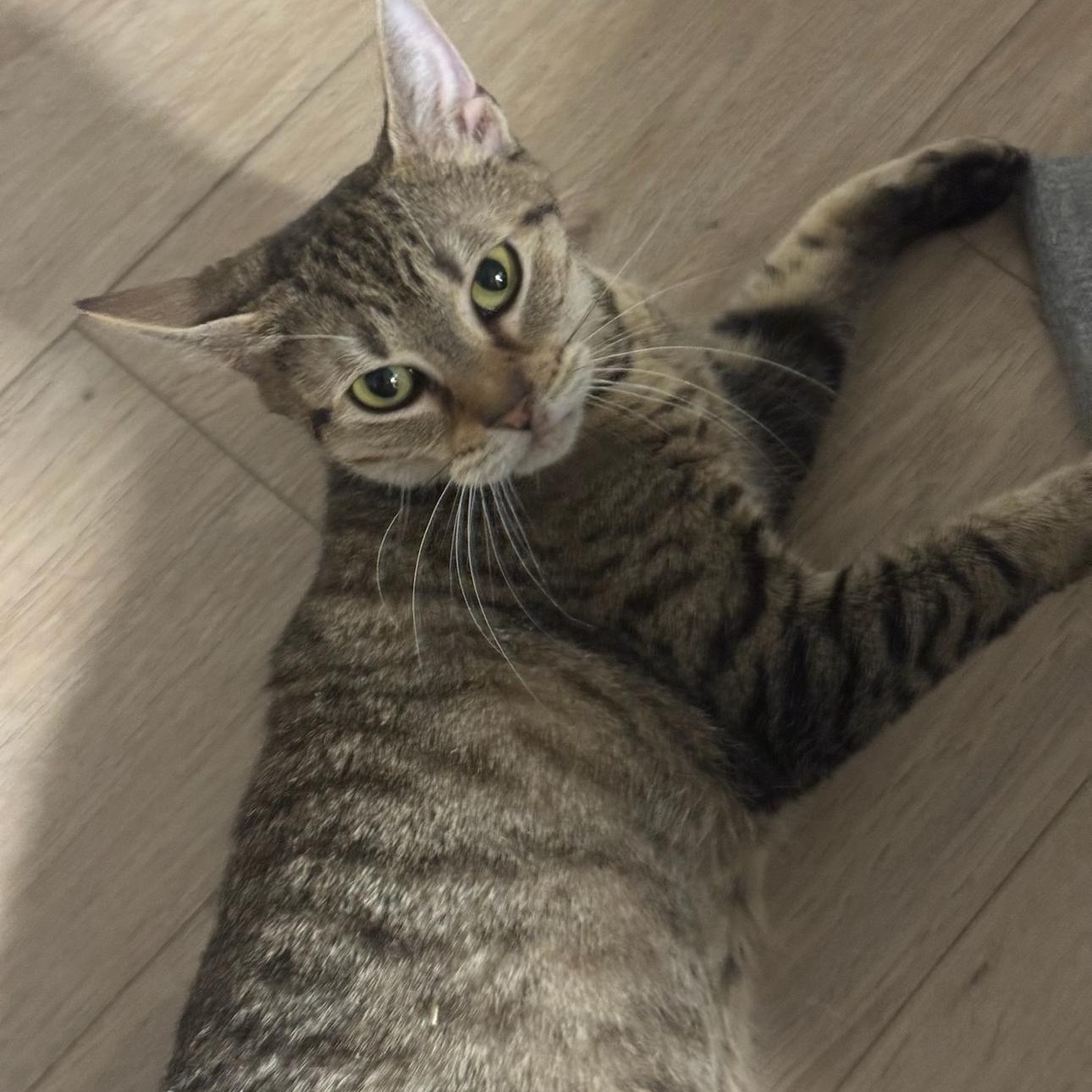 Teva, an adopted mixed breed in New york, NY image 2/3