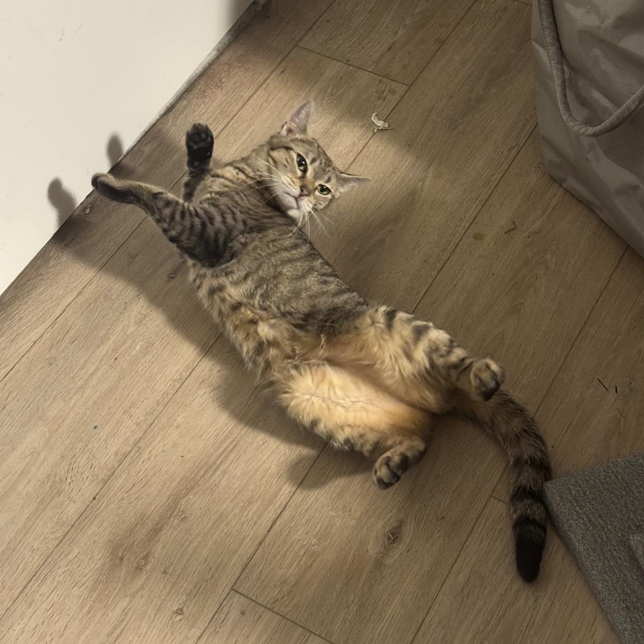 Teva, an adopted mixed breed in New york, NY image 3/3