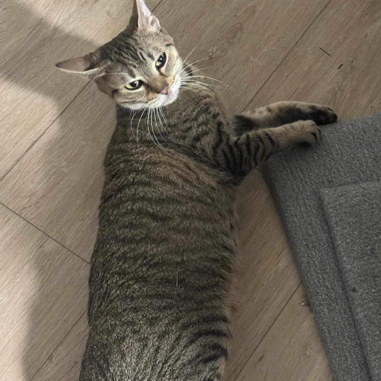 Teva, adopted, Young Female Domestic Short Hair.