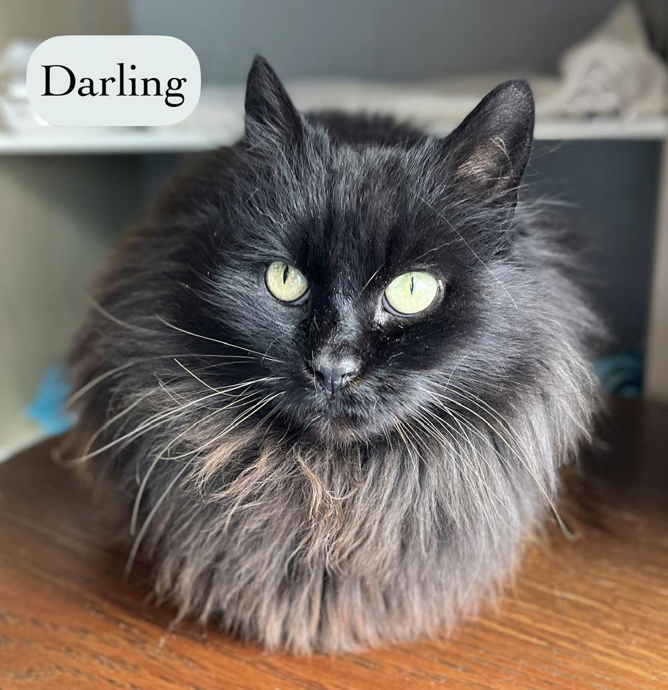 Darling, Adoptable, Adult Female Domestic Long Hair.