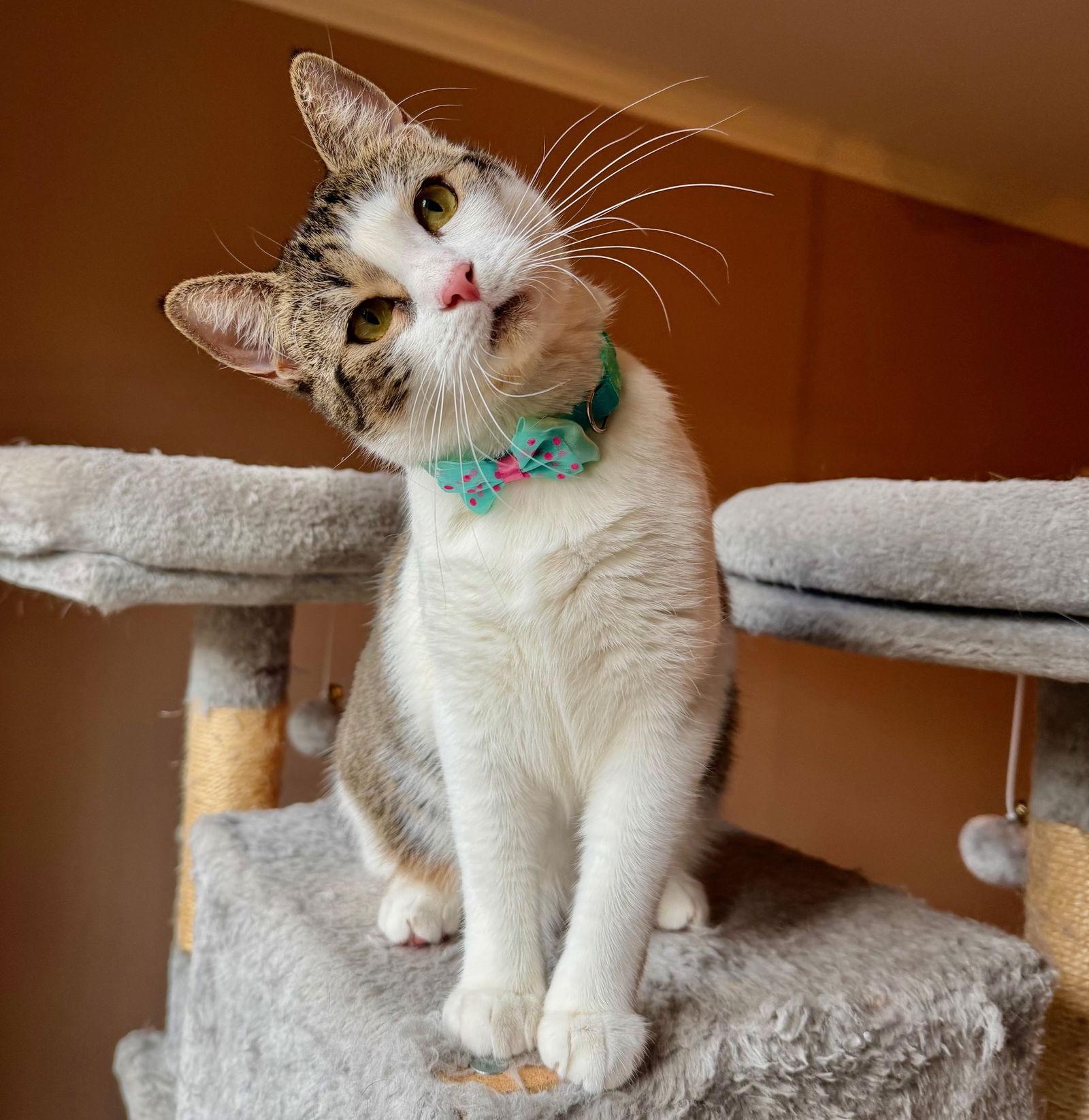 Enlarge Summer #loves-head-scratches, a Adopted Tabby in Houston, TX image 3/4