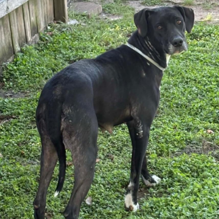 Winnie, ADOPTABLE, Adult Female Great Dane & Hound.