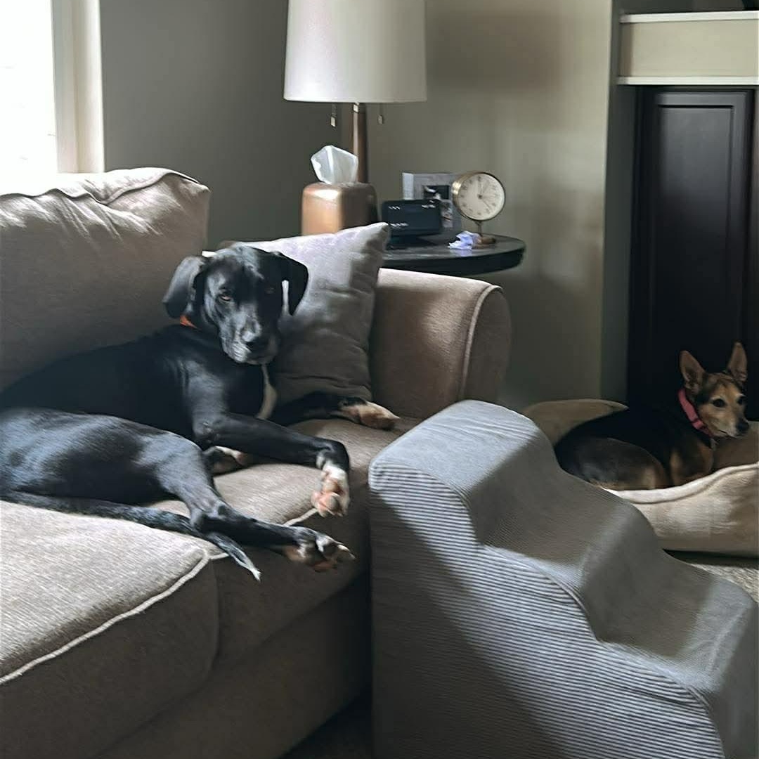 Winnie, a ADOPTABLE mixed breed in Bourbonnais, IL image 3/4