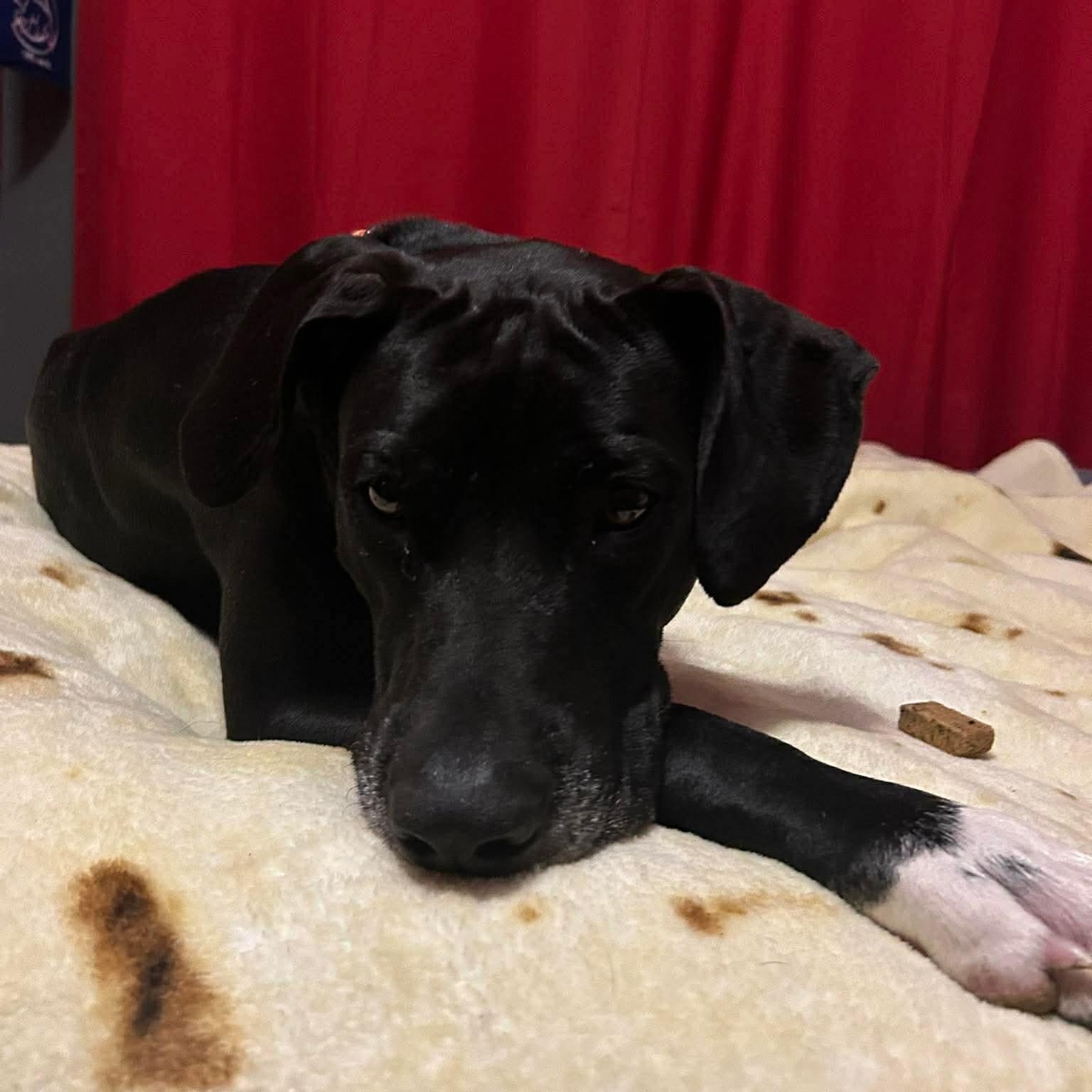 Winnie, a ADOPTABLE mixed breed in Bourbonnais, IL image 2/4
