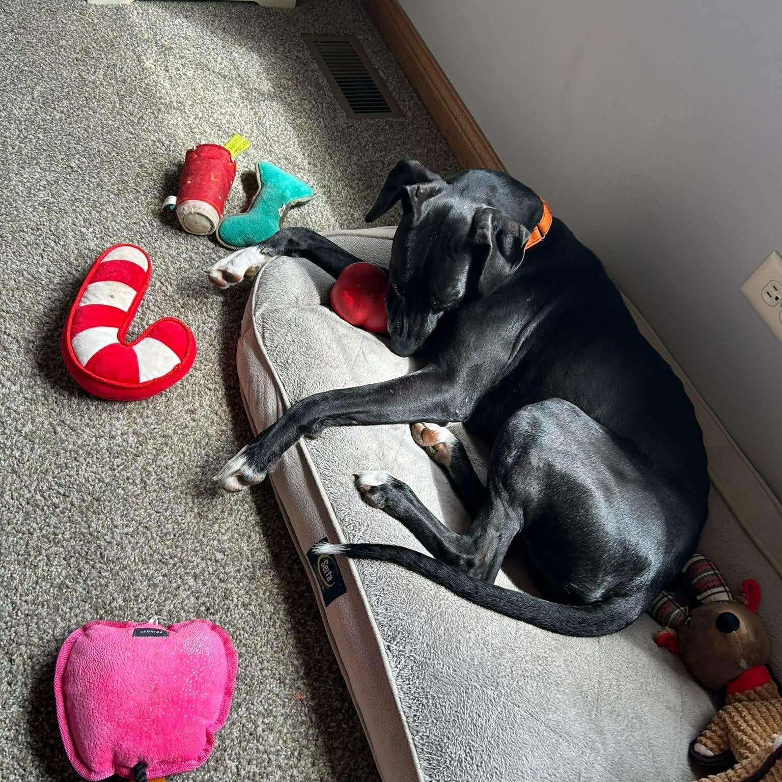 Winnie, a ADOPTABLE mixed breed in Bourbonnais, IL image 4/4