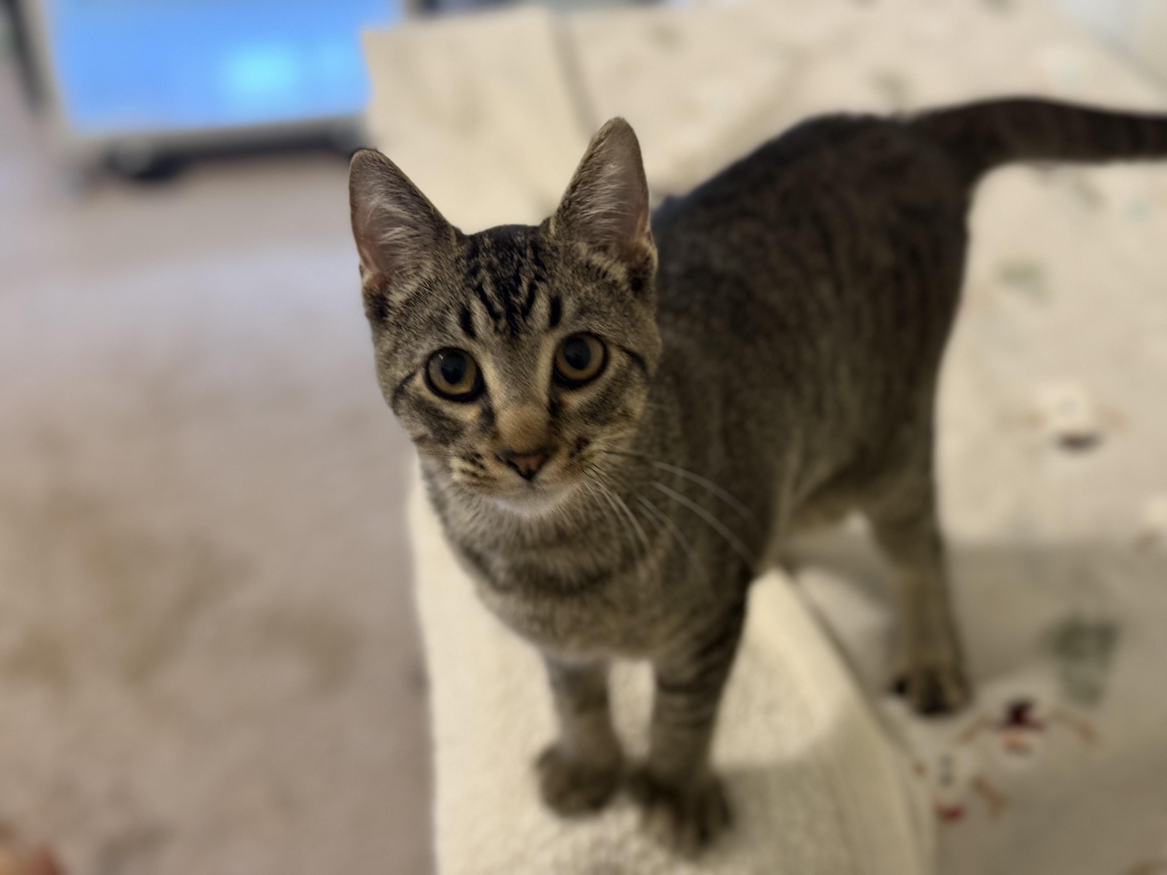 Stripey, ADOPTABLE, Young Male Domestic Short Hair & Tabby.