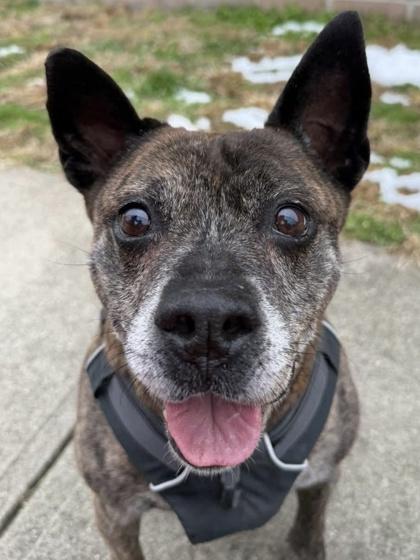 Enlarge Keefe, a Adoptable mixed breed in Cincinnati, OH image 1/6