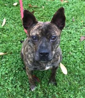 Enlarge Keefe, a Adoptable mixed breed in Cincinnati, OH image 3/4