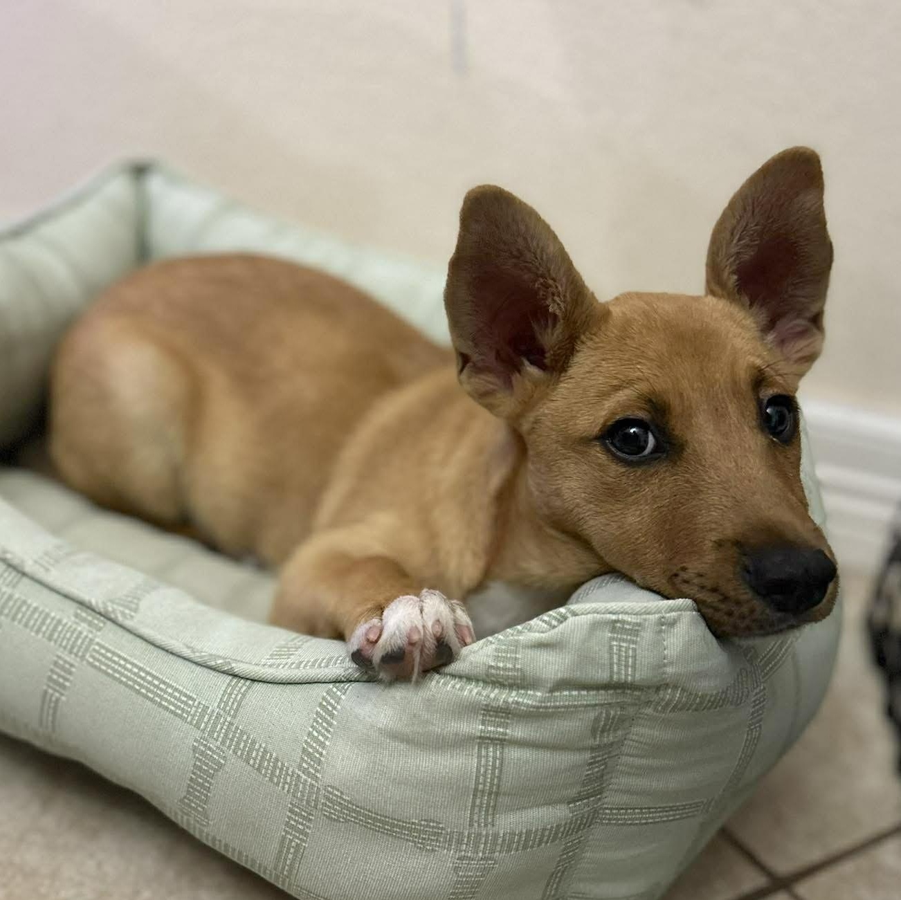 Jager, an adopted mixed breed in Tacoma, WA image 6/6