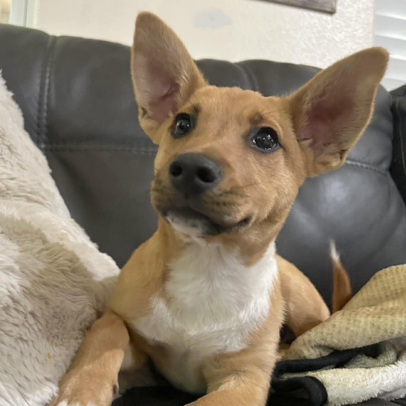 Jager, adopted, Puppy Male Shepherd & Corgi.