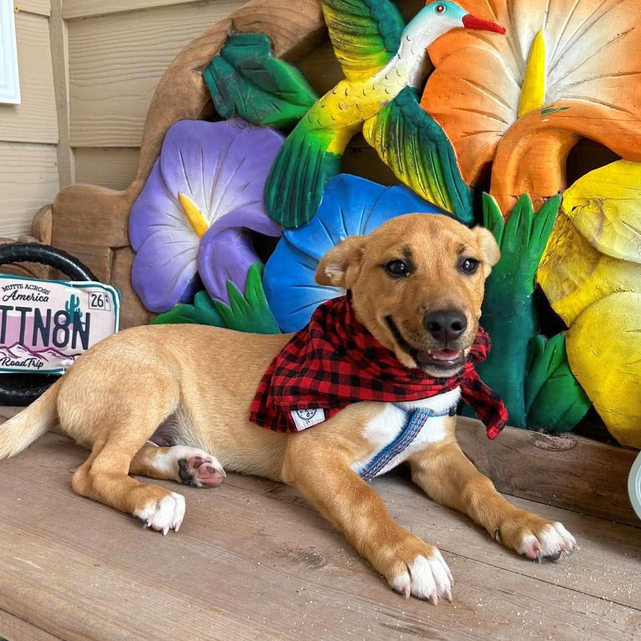 Jager, an adopted mixed breed in Tacoma, WA image 2/6