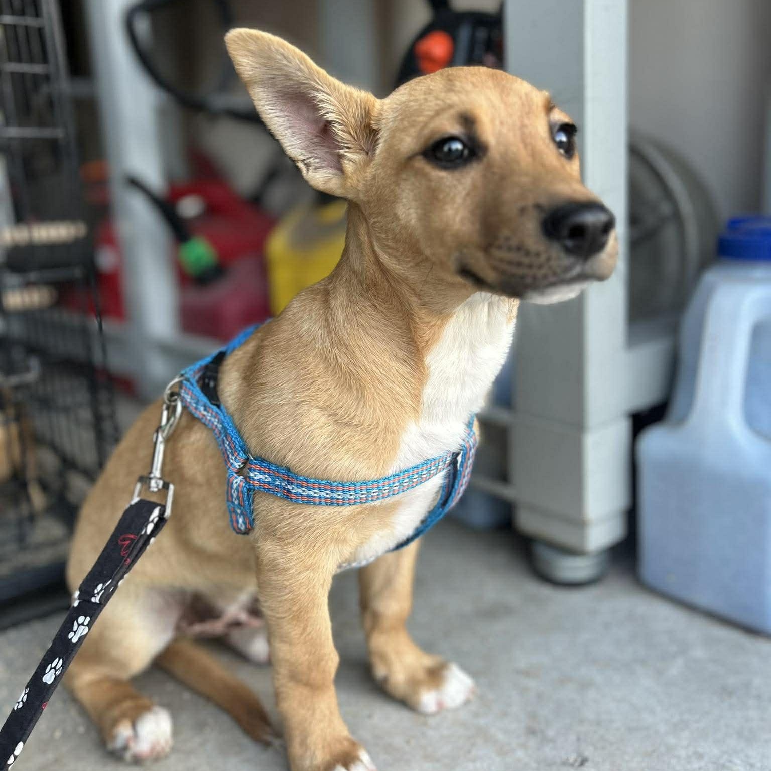 Jager, an adopted mixed breed in Tacoma, WA image 4/6