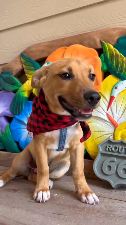 Enlarge Jager, an adopted mixed breed in Tacoma, WA video 3/6