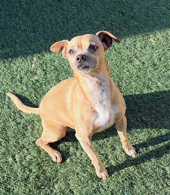OTIS, Adoptable, Adult Male Chihuahua & Mixed Breed.