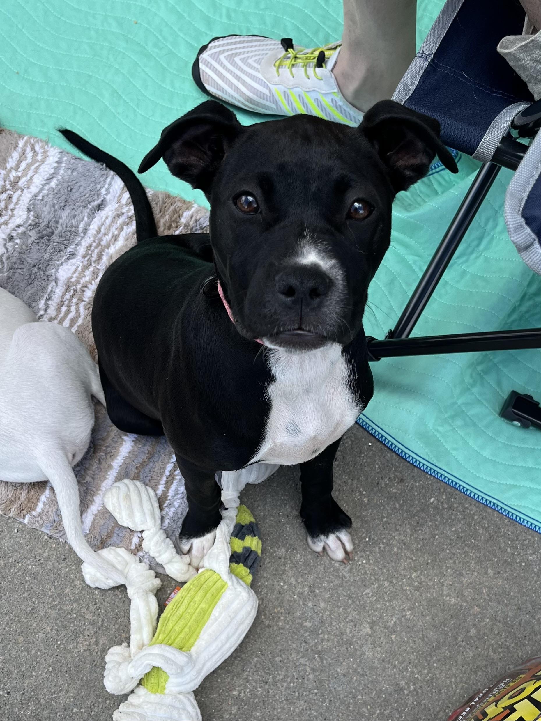 Dottie, Adoptable, Puppy Female Terrier.