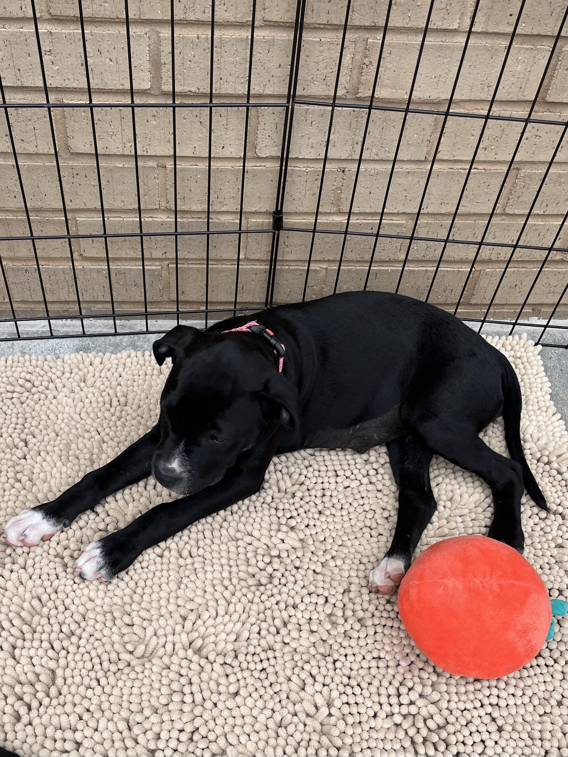 Dottie, a Adoptable mixed breed in Greensboro, GA image 3/3