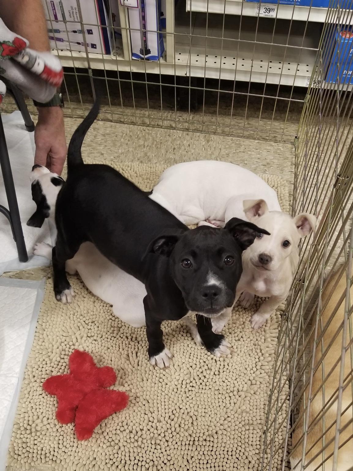 Dottie, a Adoptable mixed breed in Greensboro, GA image 2/3