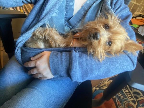 Peanut, a Adoptable mixed breed in Port Alberni, BC image 1/4