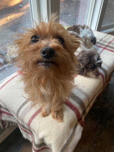 Peanut, a Adoptable mixed breed in Port Alberni, BC image 2/4