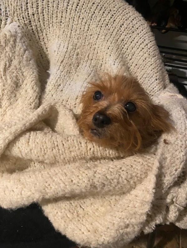 Peanut, a Adoptable mixed breed in Port Alberni, BC image 3/4